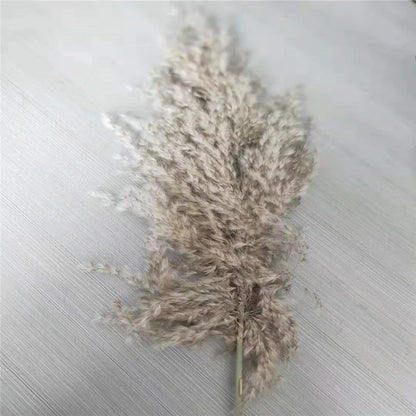 Dried Pampas Grass Home Decor Plant